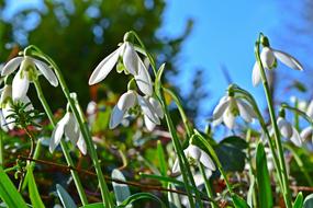 wonderful Snowdrop Flower