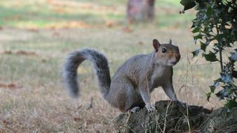 gray squirrel in the forest on a blurred background