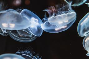Jellyfish Animal