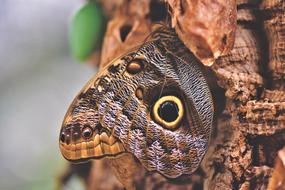 Tropical Butterfly on bark