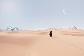 penguin walking on the sand