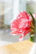 amazing Flower close-up on blurred background