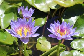 Aquatic Water Lilies Nymphaea at nature