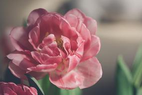 Beautiful, blooming, pink and white tulip flowers with green leaves, at blurred background