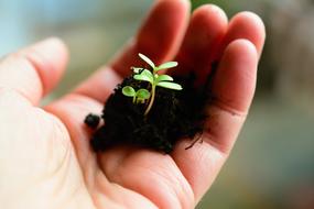 Plant Sow Grow in hand