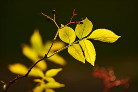 Twig Leaf