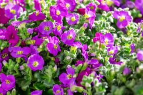 purple Pillow Plants close up