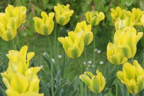 Close-up of the beautiful, yellow and green tulips with green leaves in the garden