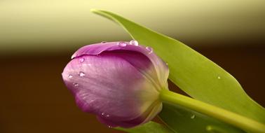purple Tulip Blossom with drops of water
