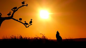 silhouette of a howling wolf against a golden sky