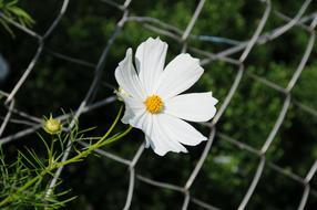 White Flower on fence in Nature