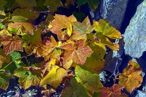 Autumn Thimbleberry Leaves, usa, wyoming, grand teton national park