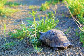 Tortoise Nature