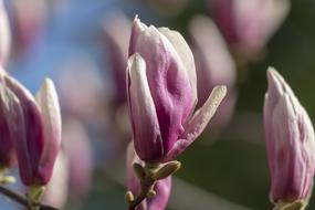 pink magnolia as a harbinger of spring