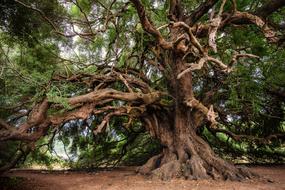 gorgeous Olive Tree