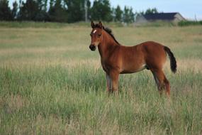 baby horse on pasture