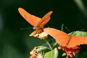 orange magnificent Butterfly Insect