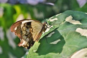 gorgeous Butterfly Tropical brown