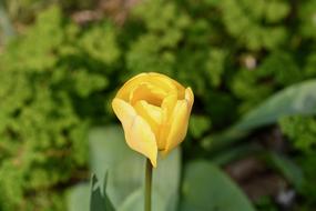 yellow tulip among green plants