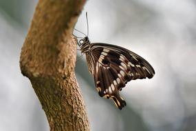 splendid Butterfly on tree