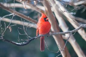 attractive Cardinal Bird Red