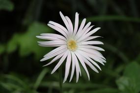 photo of a lonely white gerbera