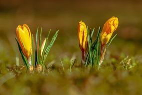 yellow Crocus Flowers at Spring
