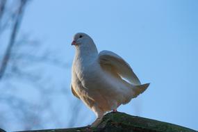 amazing Dove White Bird