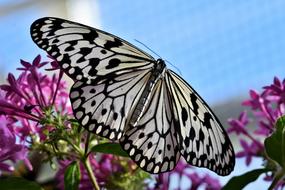 incredible white Butterfly