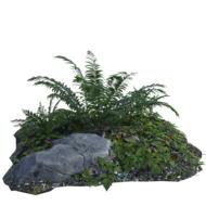 tropical plants and rock