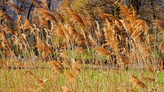dried reef in autumn
