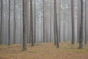 landscape of Magic Foggy Forest