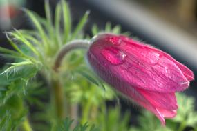 Beautiful pink Pulsatilla Vulgaris flower with green leaves