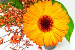 delightful Gerbera in floral Composition
