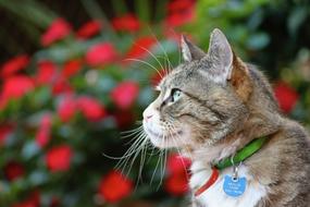 Profile portrait of the cute, colorful and beautiful cat, near the red flowers in the garden