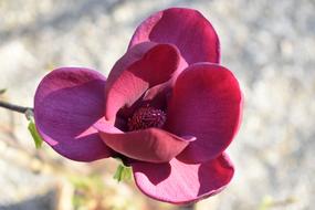 gorgeous Magnolia Blossom