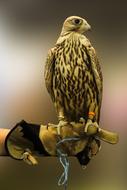 Beautiful and colorful falcon, sitting on the hand, in the glove