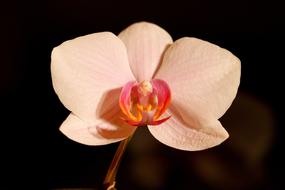 orchid blossom on the black background