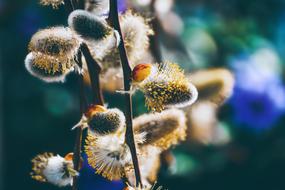 Close-up of the enchanting Willow Catkin Flowers at blurred backgtounf