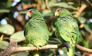 magnificent Parrots Green Pair