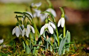 Snowdrop Snow Bell