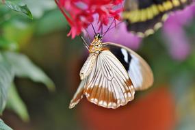 butterfly in the botanical garden