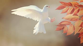 white dove flying over yellow leaves