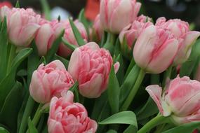 white pink tulips close up