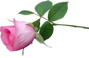 Close-up of the beautiful, pink and white, gradient rose flower on the green stem with leaves, at white background