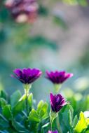 amazing Flowers Purple Green
