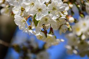 gorgeous Bee Insect and flower