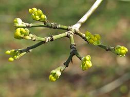 incredible Bud Bush Spring