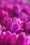 Purple Tulips, soft focus