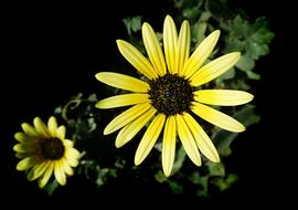 amazing Daisy Cape Weed Garden
